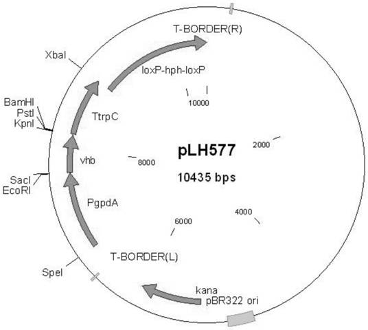 A strain and application of black mold gene engineering projects and applications with high -yield organic acid under low -soluble oxygen conditions