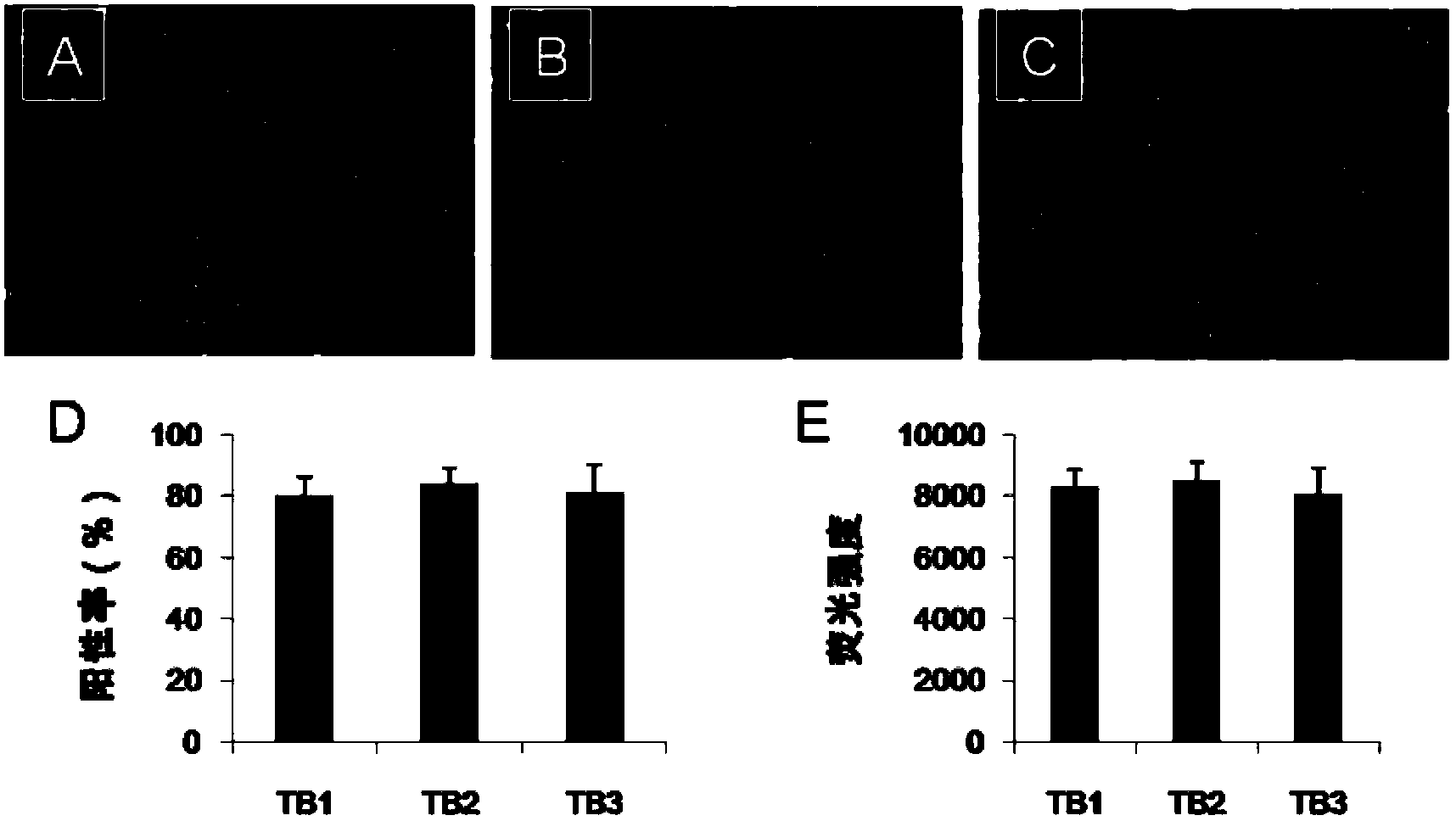 Gene delivery system of targeting brain capillary endothelial cell