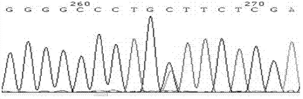 Pig immune trait associated CD169 gene and preparation method and use thereof