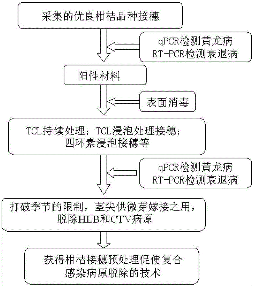 The technology of citrus scion pretreatment to promote the removal of complex infection pathogens