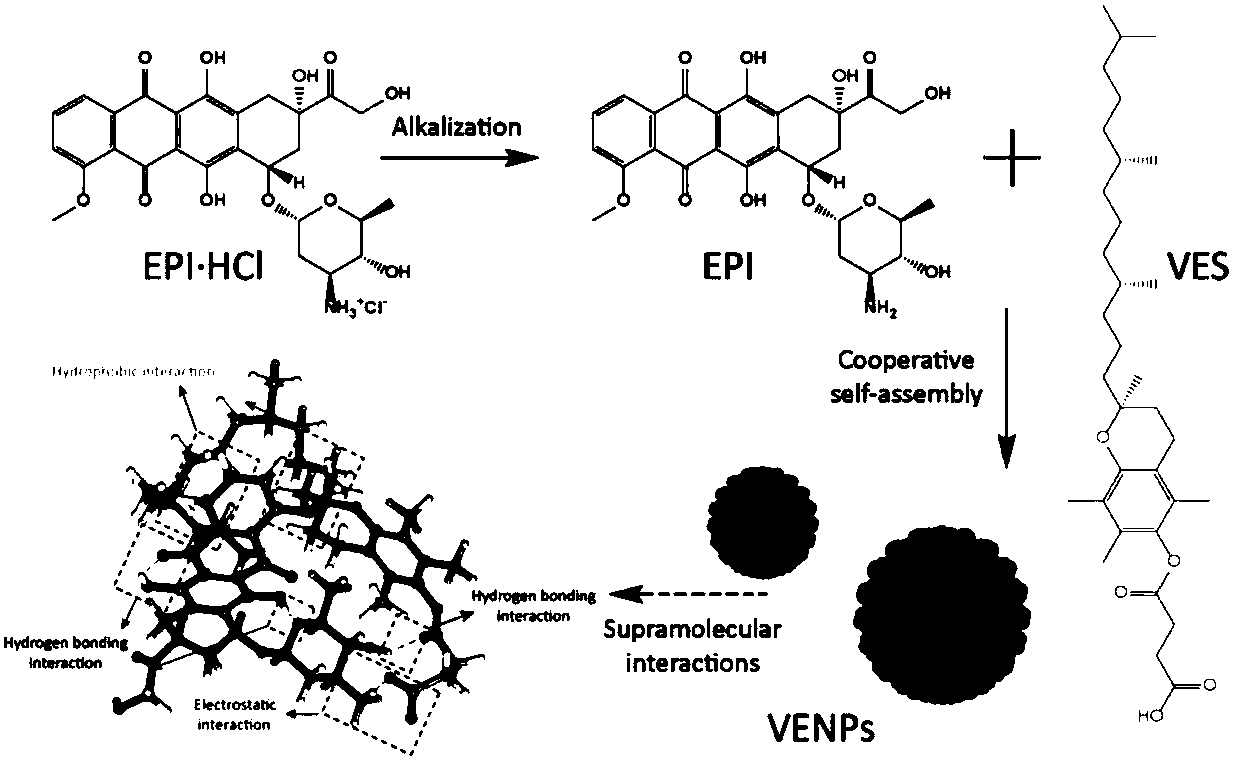 Epirubicin VES (vitamin E succinate) compound and preparation method and application thereof