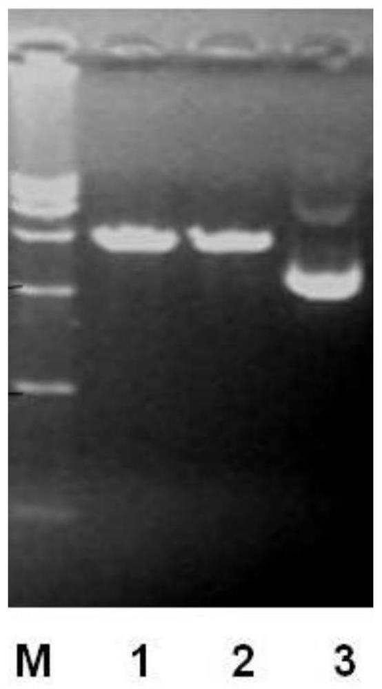 Radioresistant peptide mutant protein and its preparation and purification method