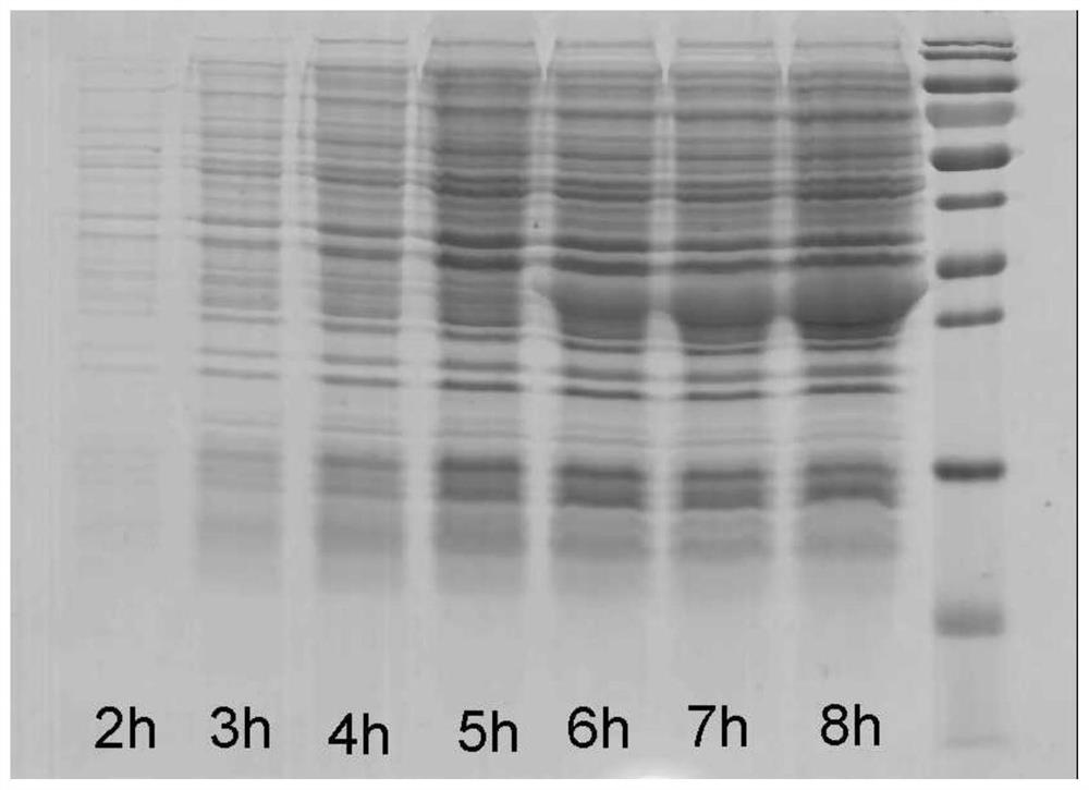 Radioresistant peptide mutant protein and its preparation and purification method