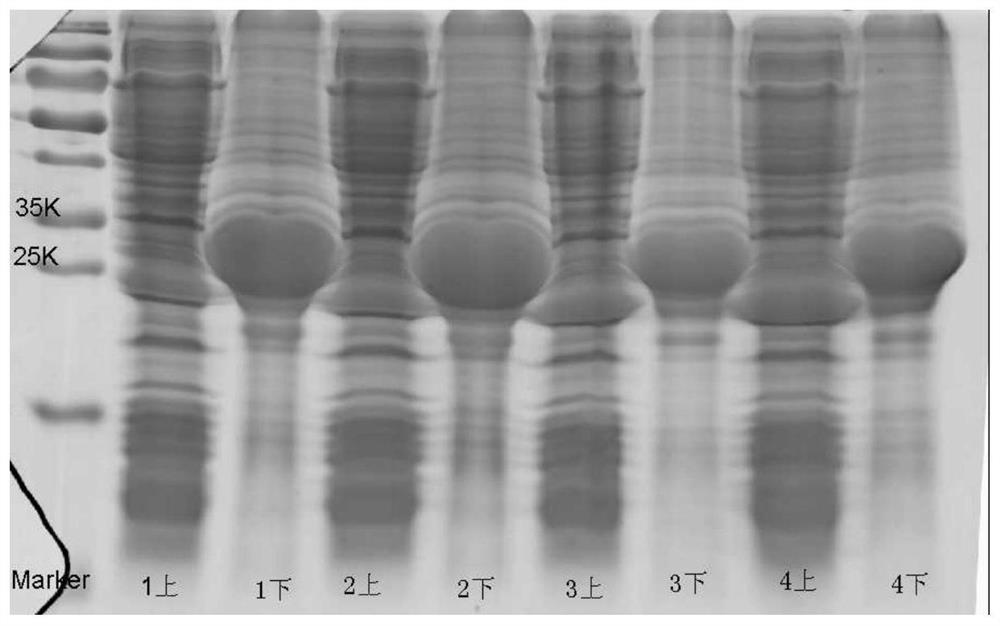 Radioresistant peptide mutant protein and its preparation and purification method