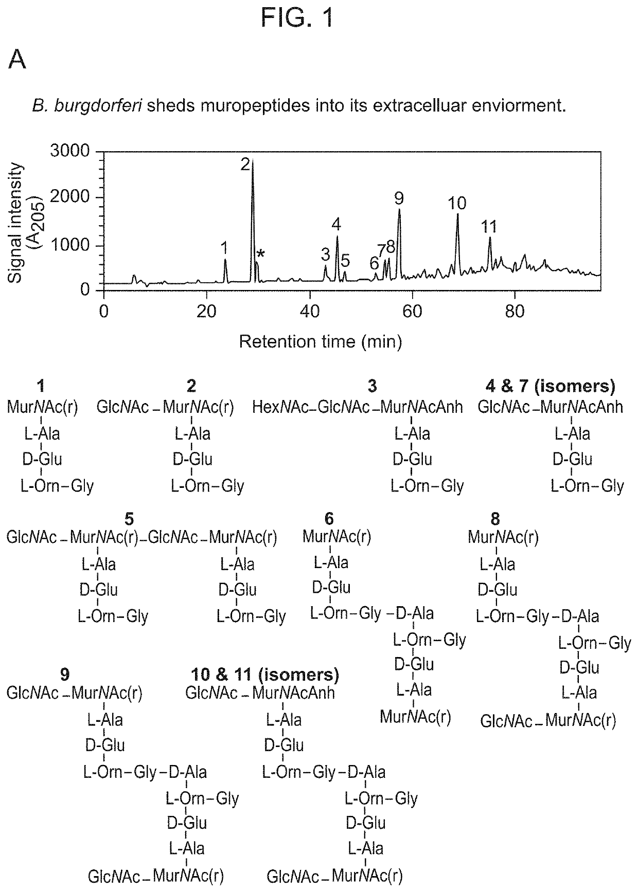 Borrelia burgdorferi peptidoglycan as a diagnostic and target for therapeutic intervention of lyme disease-related pathologies