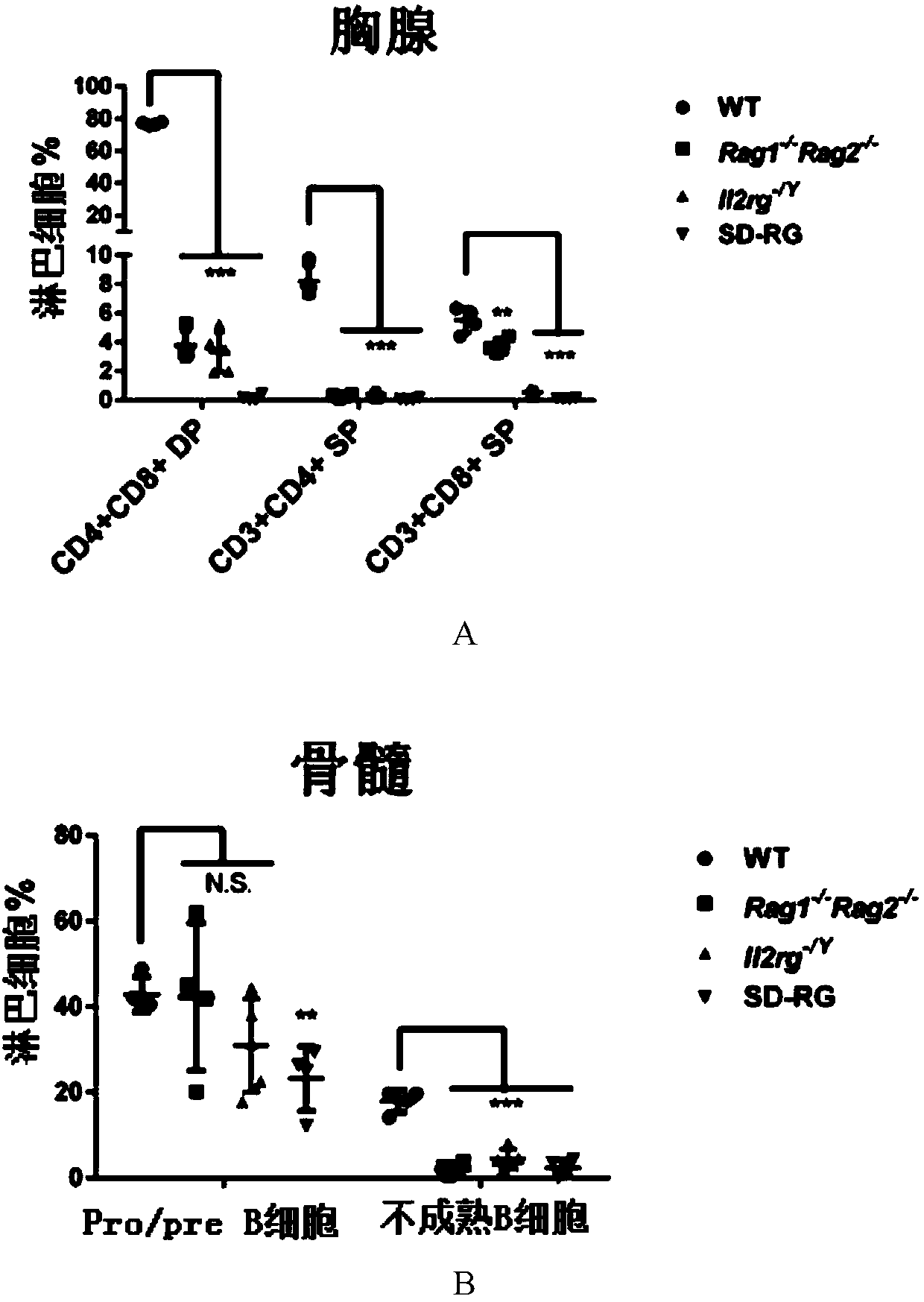 Construction method of immunodeficiency rat animal model and application