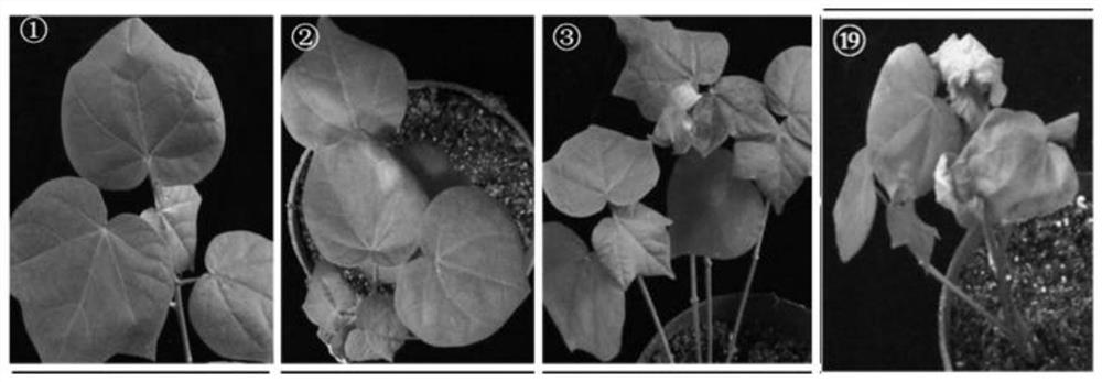 Upland cotton GhCM2 protein as well as coding gene and application thereof