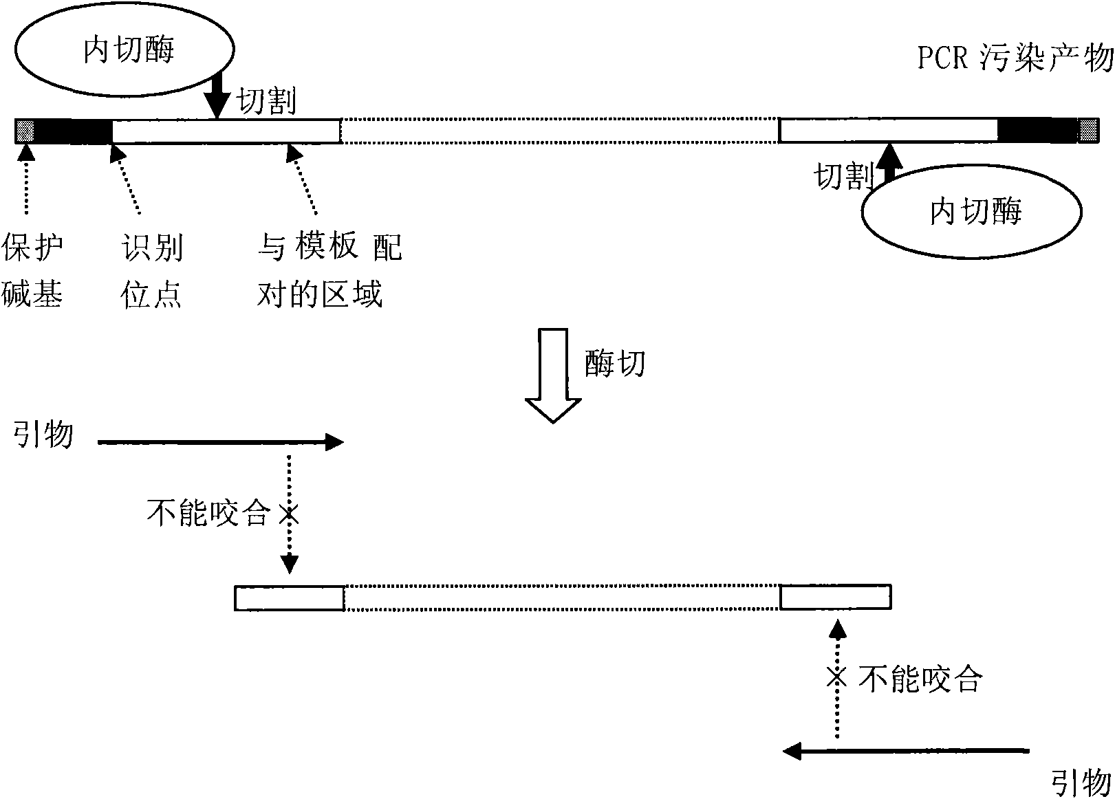 Method for preventing PCR pollution by using restriction endonucleases