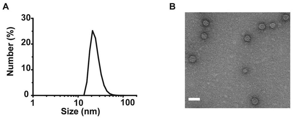 Bacterial outer membrane vesicle carrier as well as preparation method and application thereof