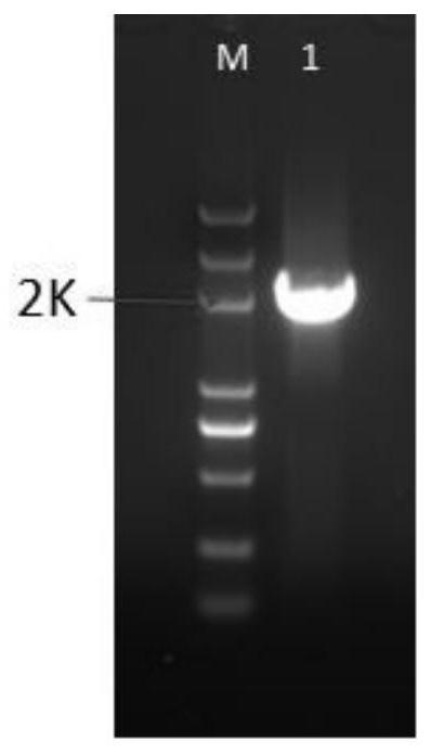 Application of Maize bbm1 Gene in Improving Plant Genetic Transformation Efficiency