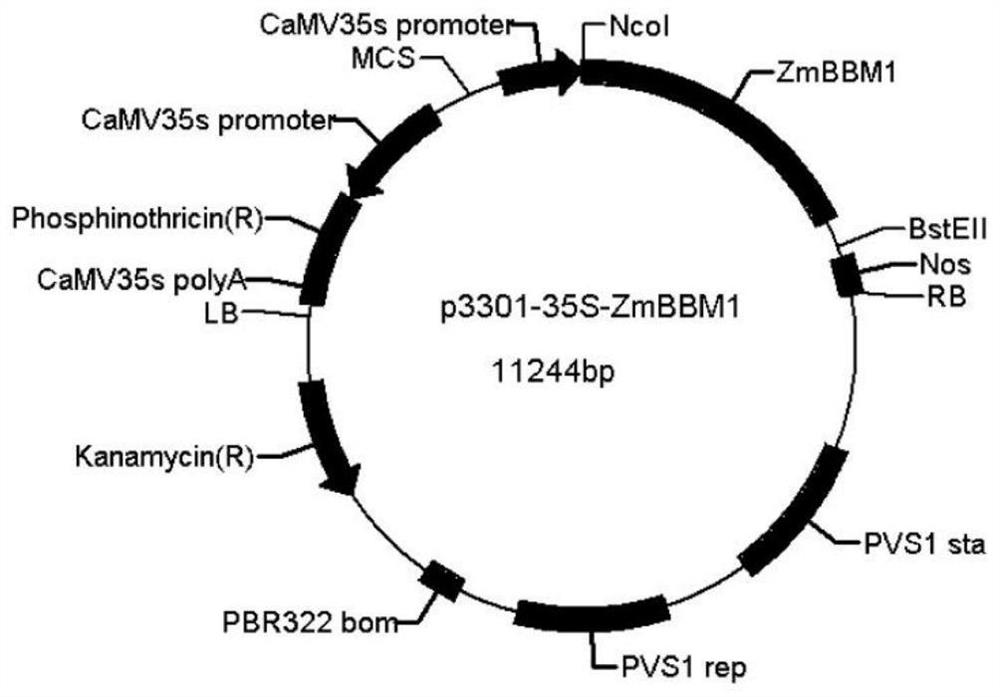 Application of Maize bbm1 Gene in Improving Plant Genetic Transformation Efficiency