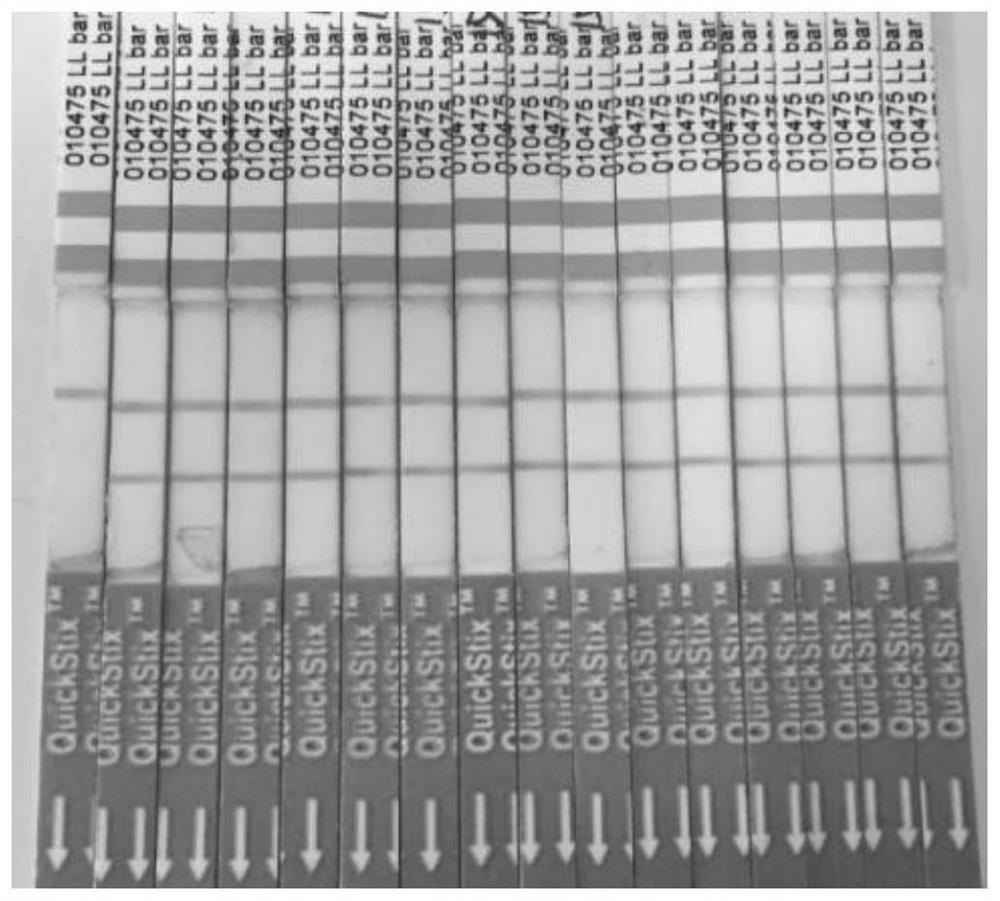 Application of Maize bbm1 Gene in Improving Plant Genetic Transformation Efficiency