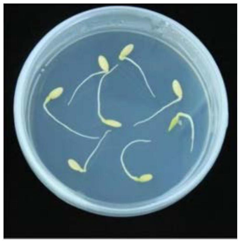 Efficient agrobacterium tumefaciens-mediated melon genetic transformation method