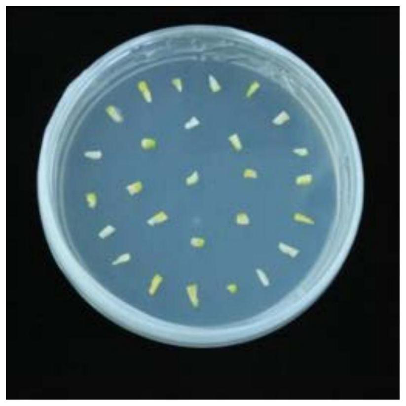 Efficient agrobacterium tumefaciens-mediated melon genetic transformation method