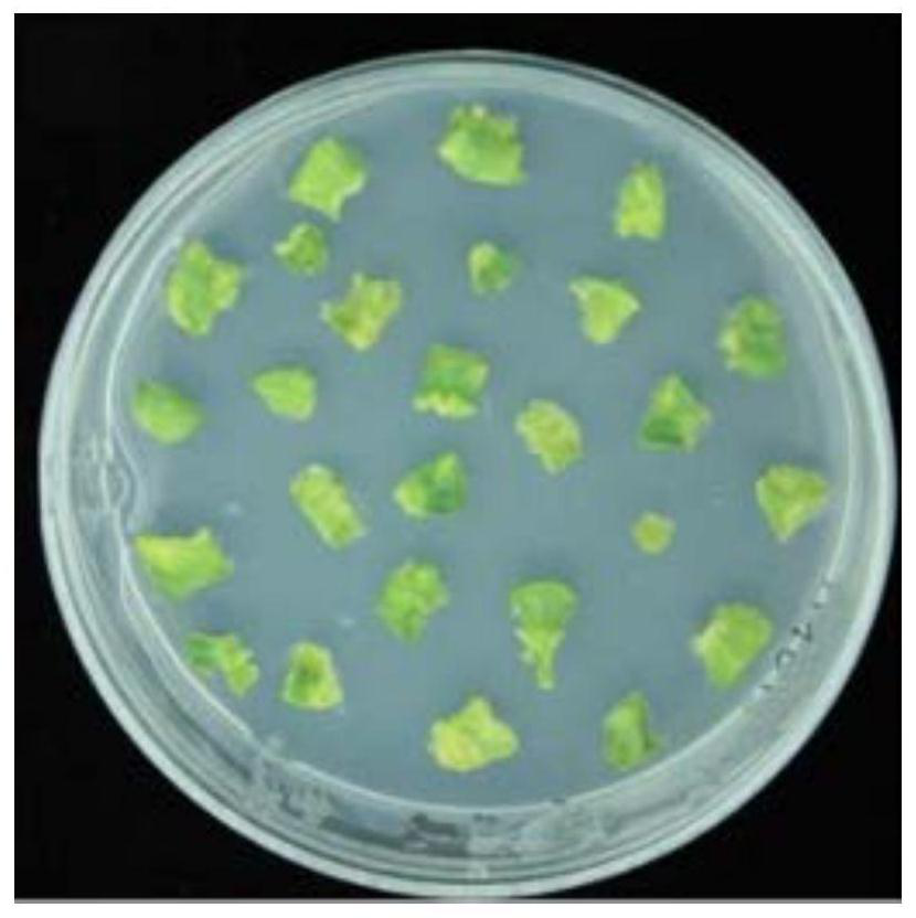 Efficient agrobacterium tumefaciens-mediated melon genetic transformation method
