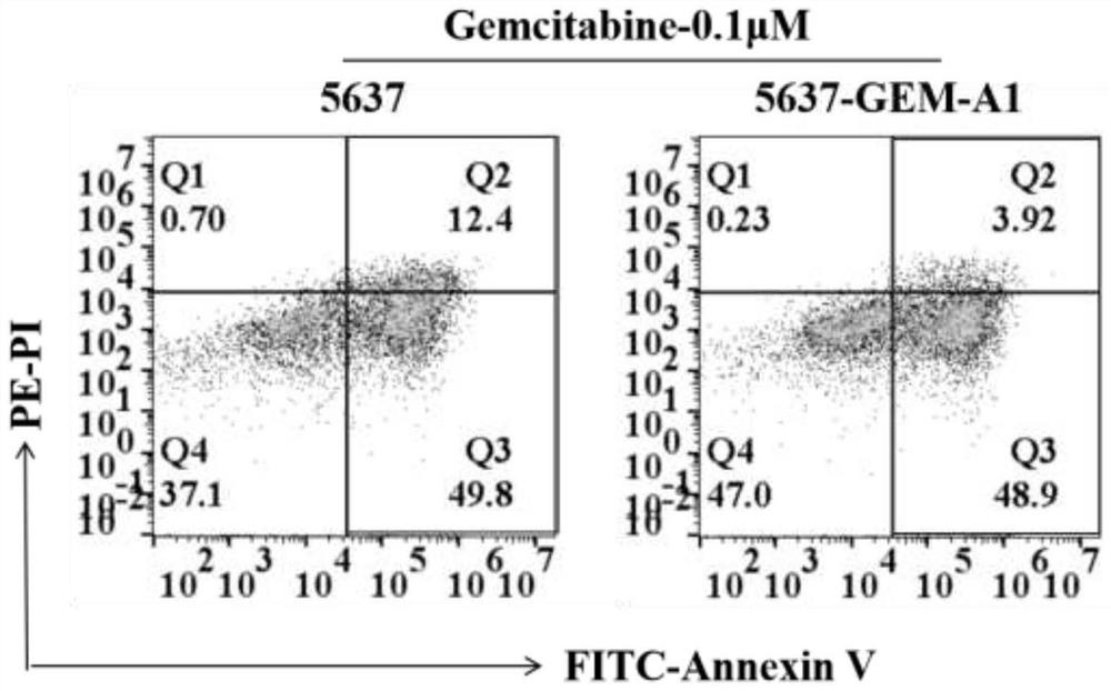Human bladder cancer gemcitabine drug-resistant cell strain and application thereof