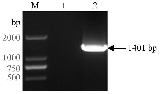 Soybean purple acid phosphatase gmpap36, its coding gene and application