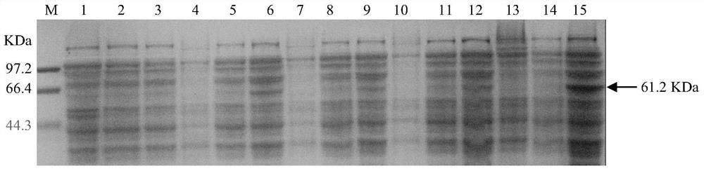 Soybean purple acid phosphatase gmpap36, its coding gene and application