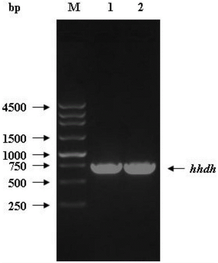 A kind of engineering bacterium and the method for preparing (3r, 5r) 6-cyano-3,5-dihydroxyhexanoic acid tert-butyl ester