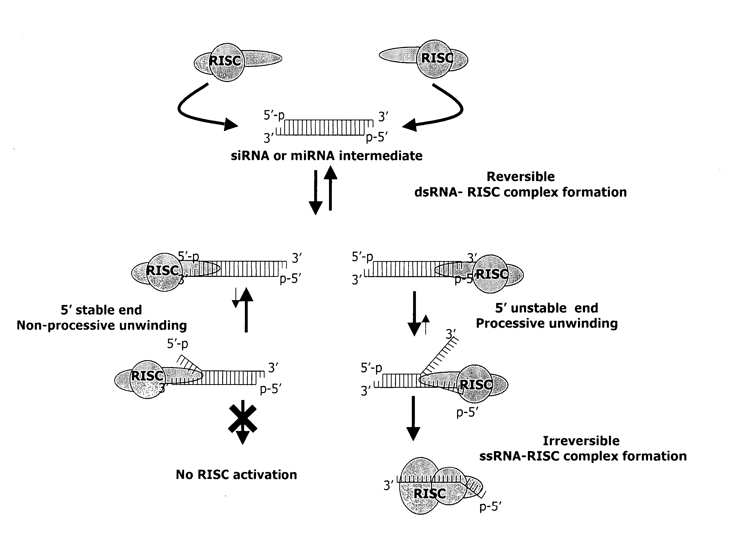 siRNA targeting minichromosome maintenance deficient 4 (MCM4)