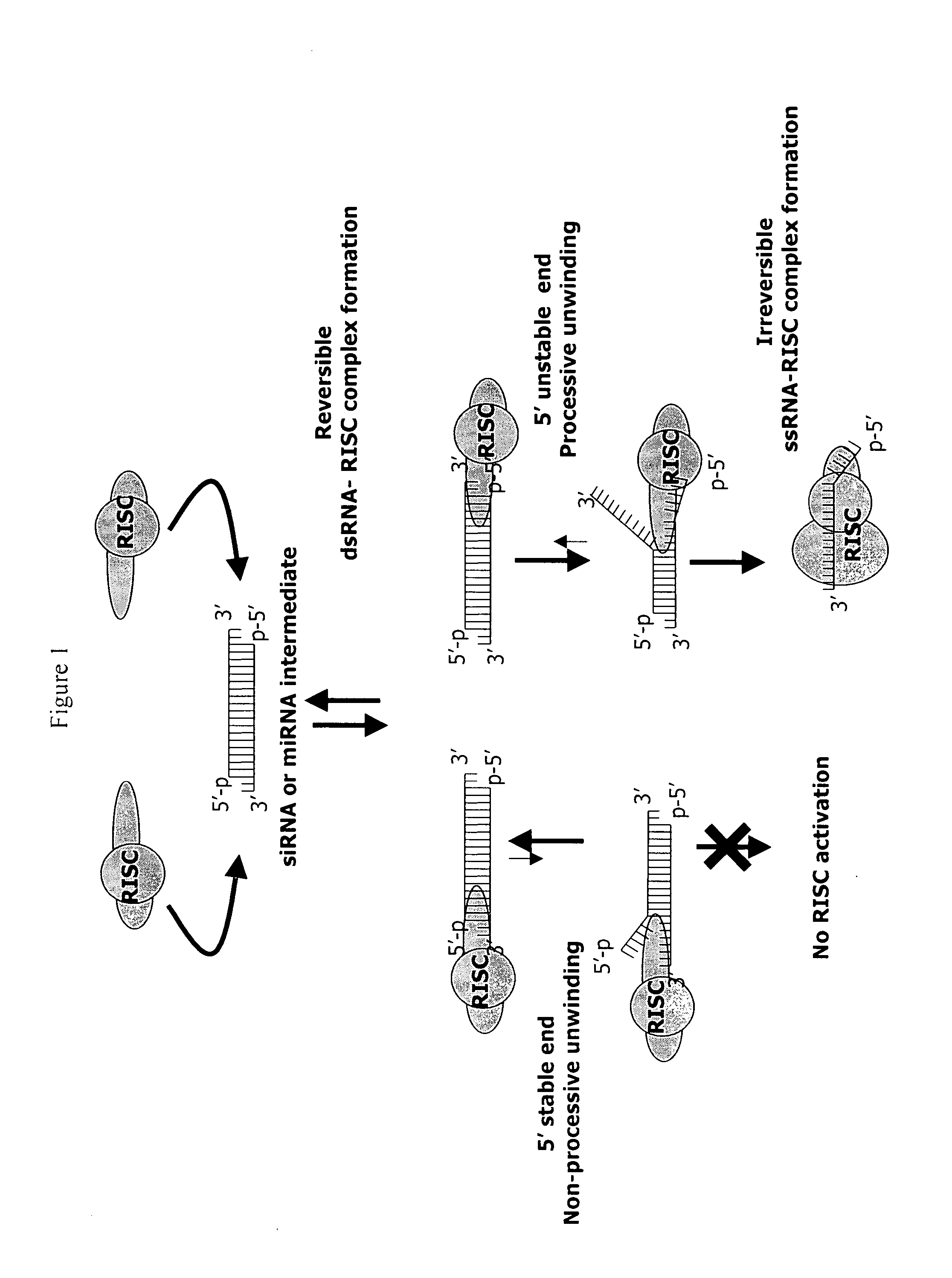 siRNA targeting minichromosome maintenance deficient 4 (MCM4)