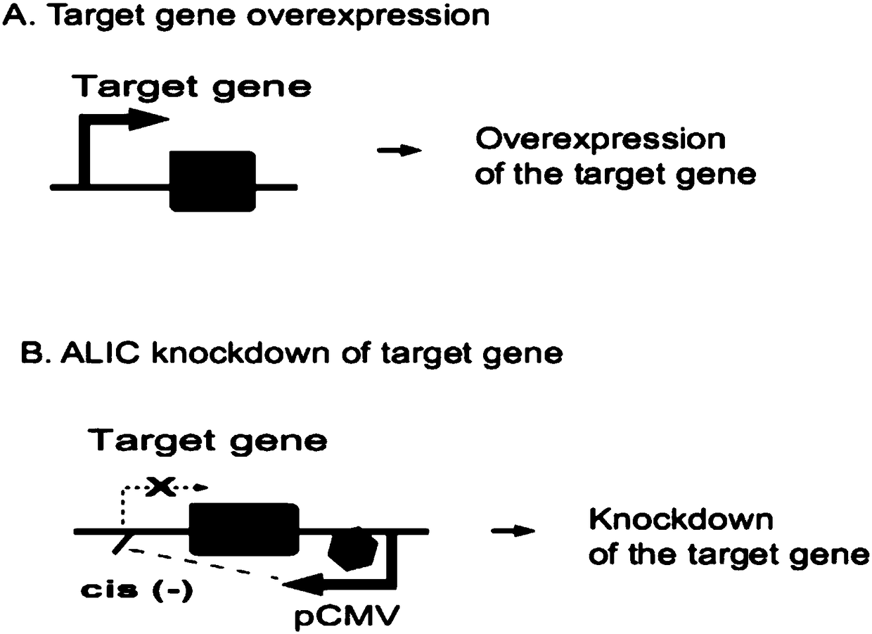 Method for inhibiting target gene expression by antisense lncRNA-mediated cis-regulation