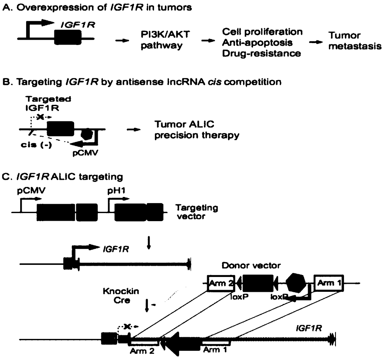 Method for inhibiting target gene expression by antisense lncRNA-mediated cis-regulation