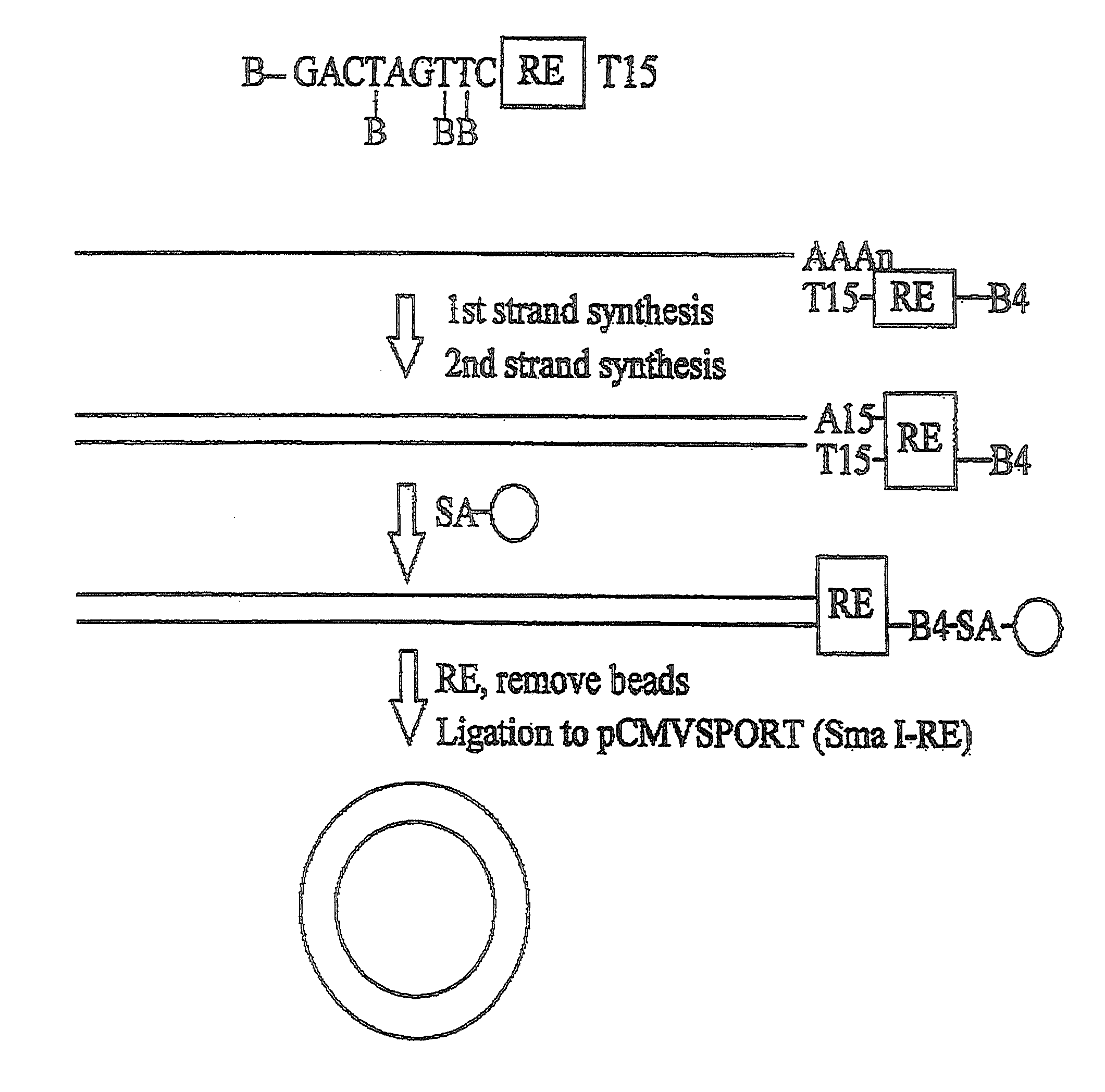 Methods for production and purification of nucleic acid molecules