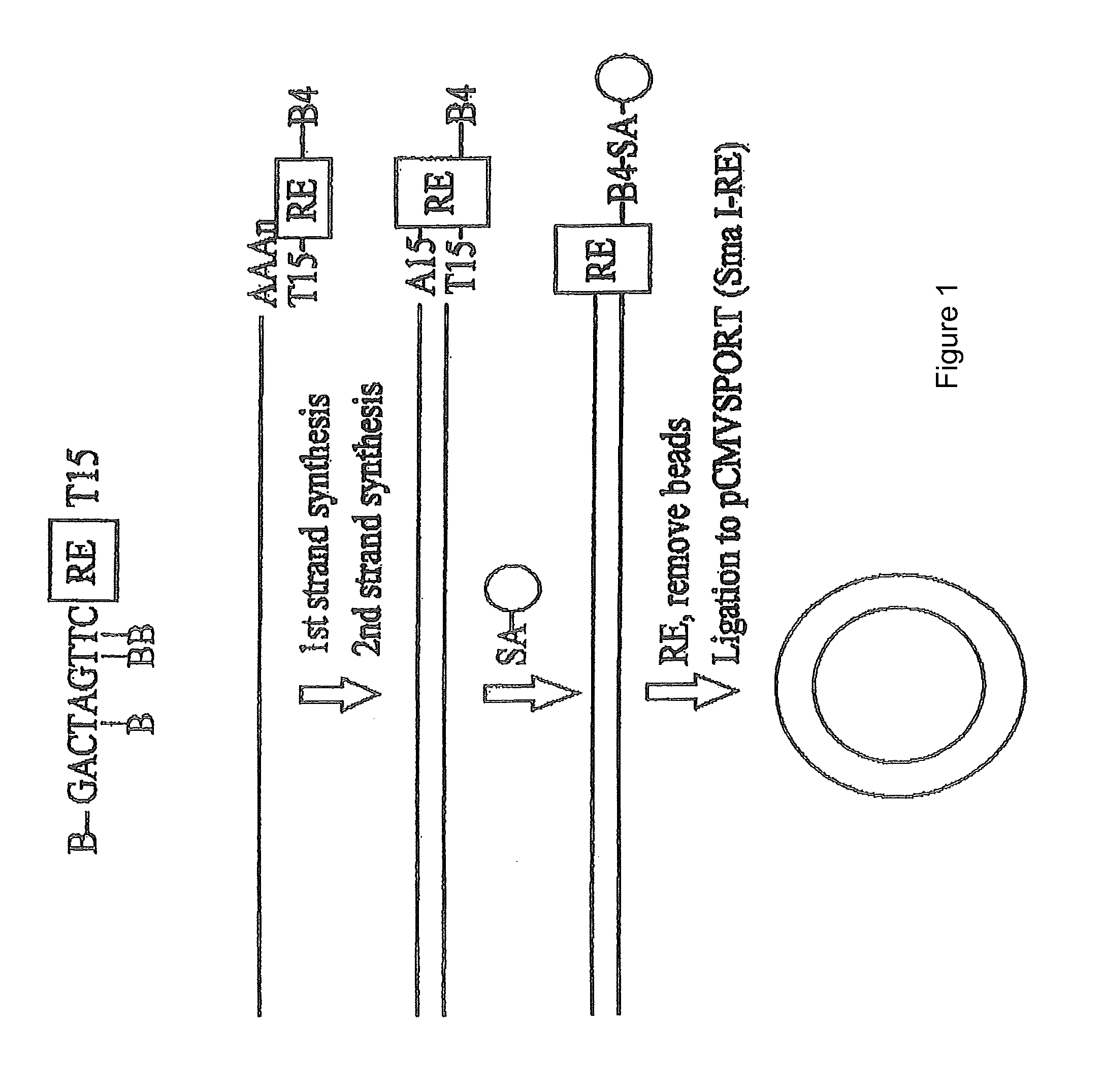 Methods for production and purification of nucleic acid molecules