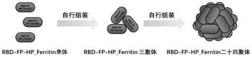 A two-region subunit nanovaccine based on Helicobacter pylori ferritin for novel coronavirus S protein