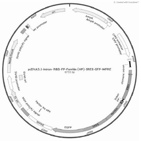 A two-region subunit nanovaccine based on Helicobacter pylori ferritin for novel coronavirus S protein