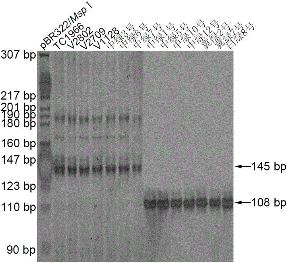 Molecular markers co-separated with bruchid resistance genes VrPGIP of vigna radiate and application of molecular markers