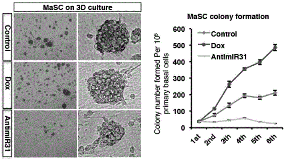 Method for inducing self-renewal of mammary stem cells