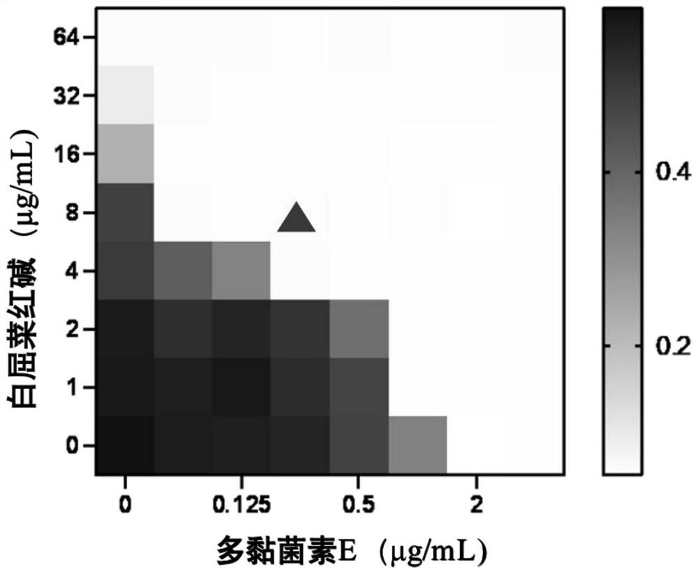 Application of combination of chelerythrine and polymyxin E in inhibition of polymyxin E drug-resistant bacteria