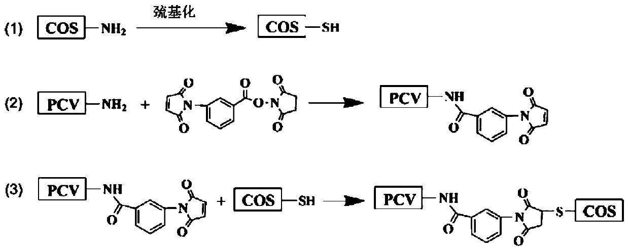 A kind of chitosan oligosaccharide vaccine adjuvant based on chemical coupling and its application