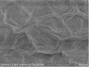 Biomimetic synthesis of two-dimensional porous silica nanomaterials