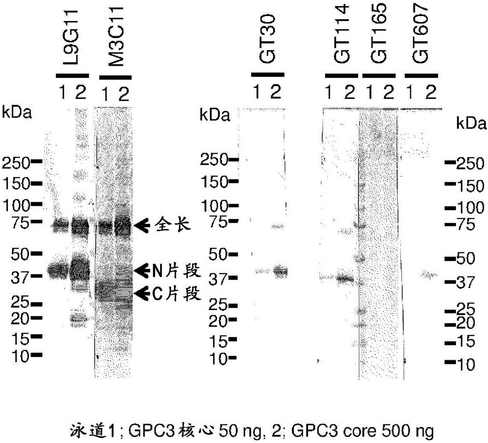 Method for measuring soluble GPC3 protein