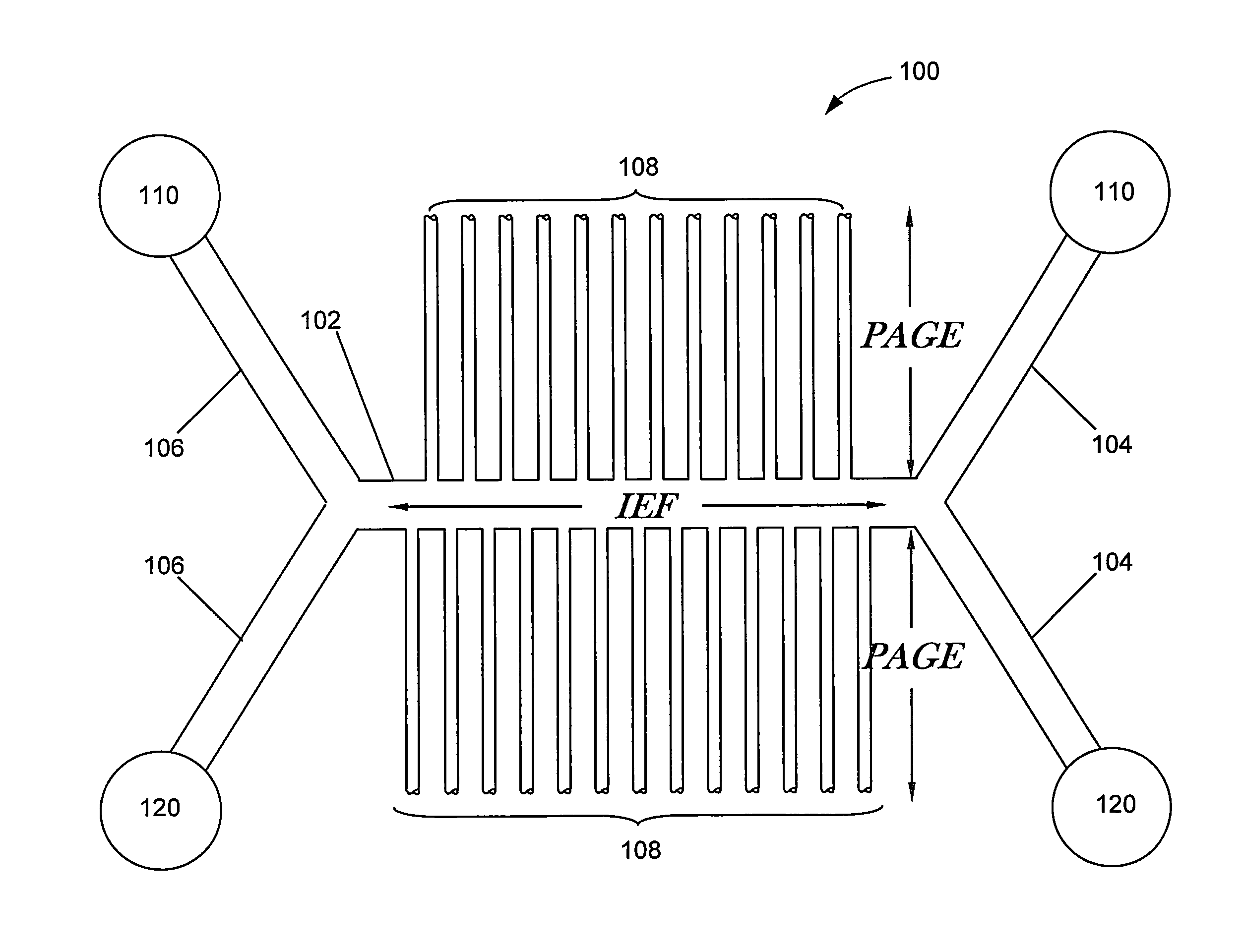 Microfluidic device having an immobilized pH gradient and page gels for protein separation and analysis