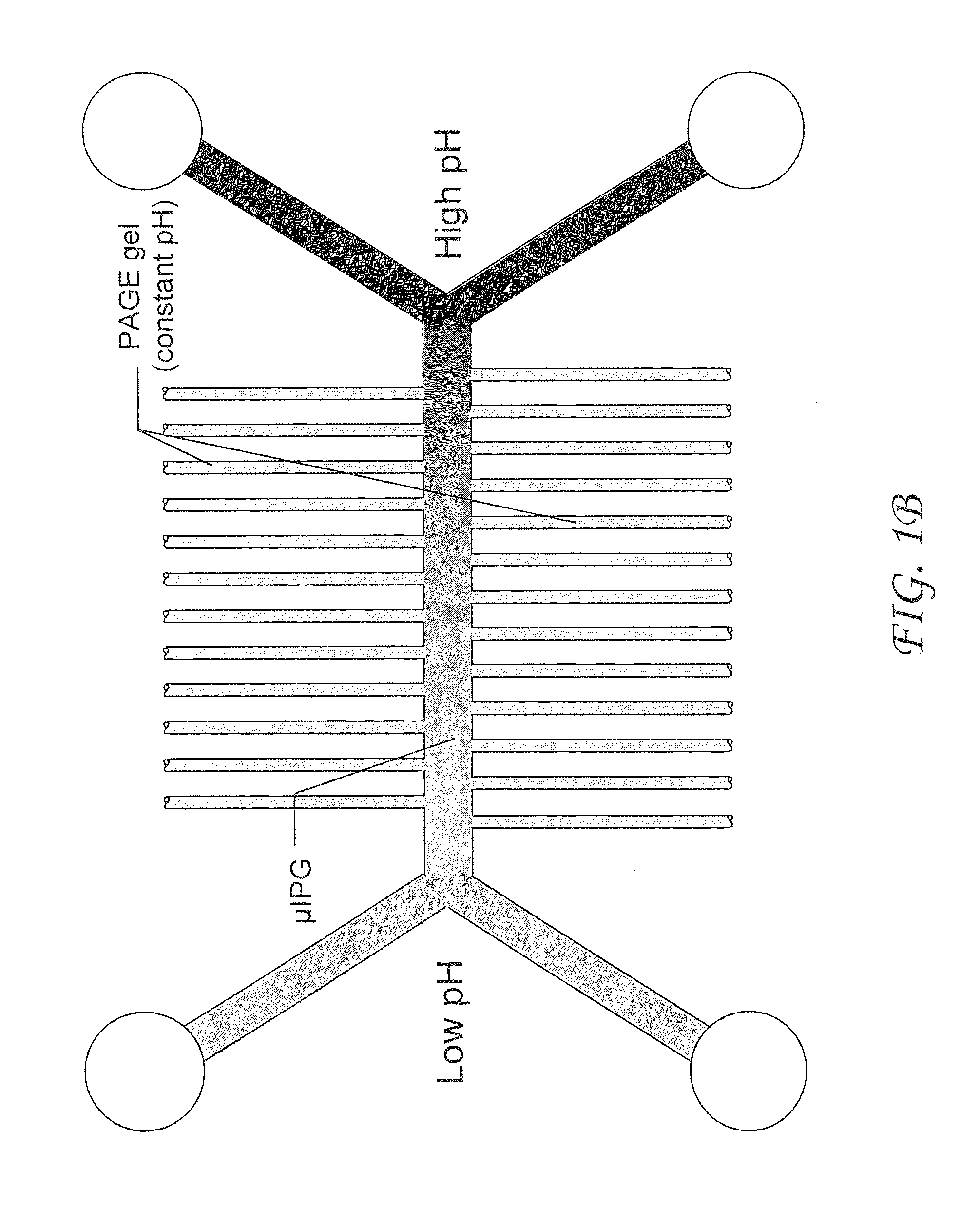 Microfluidic device having an immobilized pH gradient and page gels for protein separation and analysis