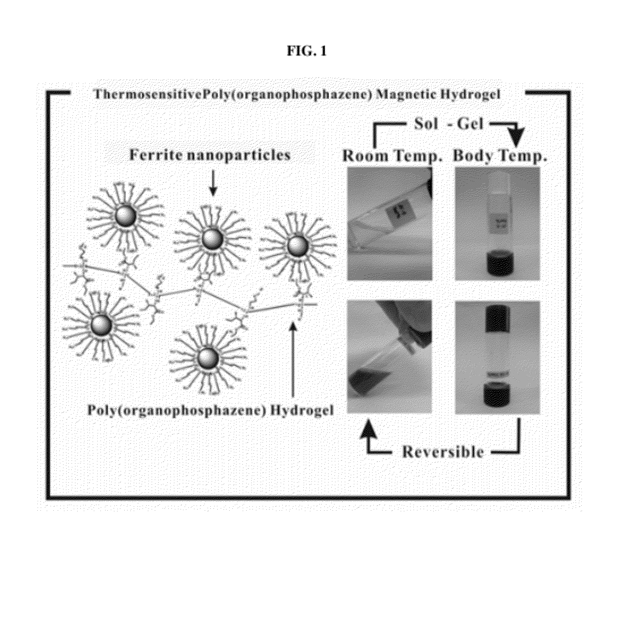 Biodegradable and thermosensitive poly(organophosphazene)-superparamagnetic nanoparticle complex, preparation method and use thereof