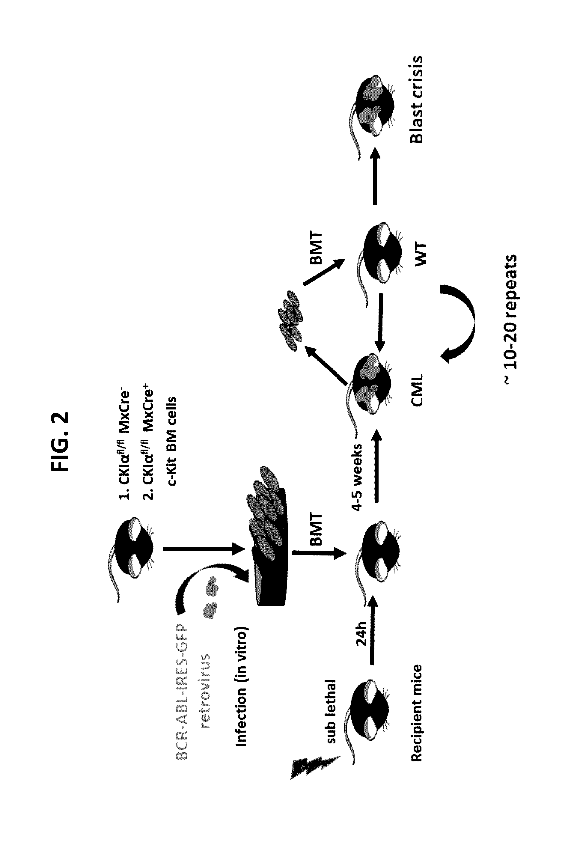 Use of casein kinase i inhibitors for depleting stem cells