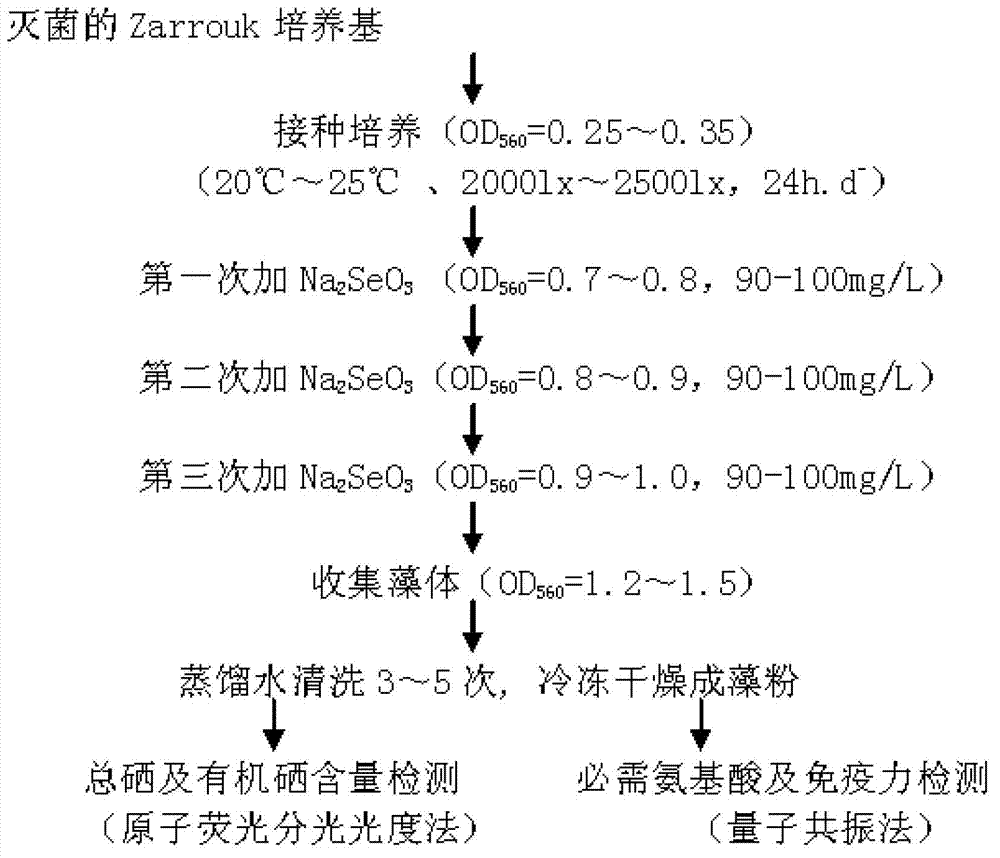 Method for culturing and detecting high selenium-enriched spirulina platensis