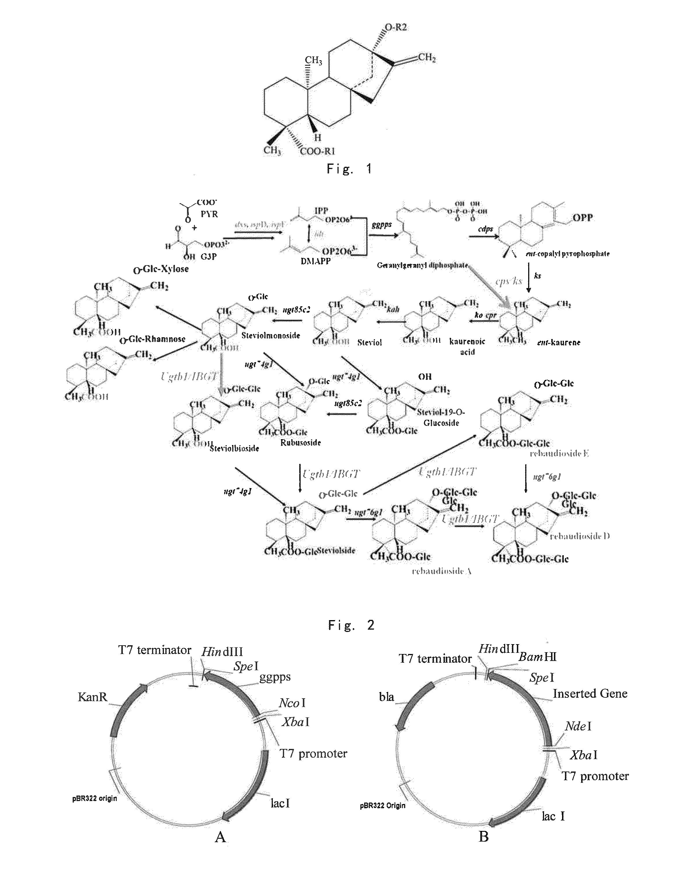 Method for producing stevioside compounds by microorganism