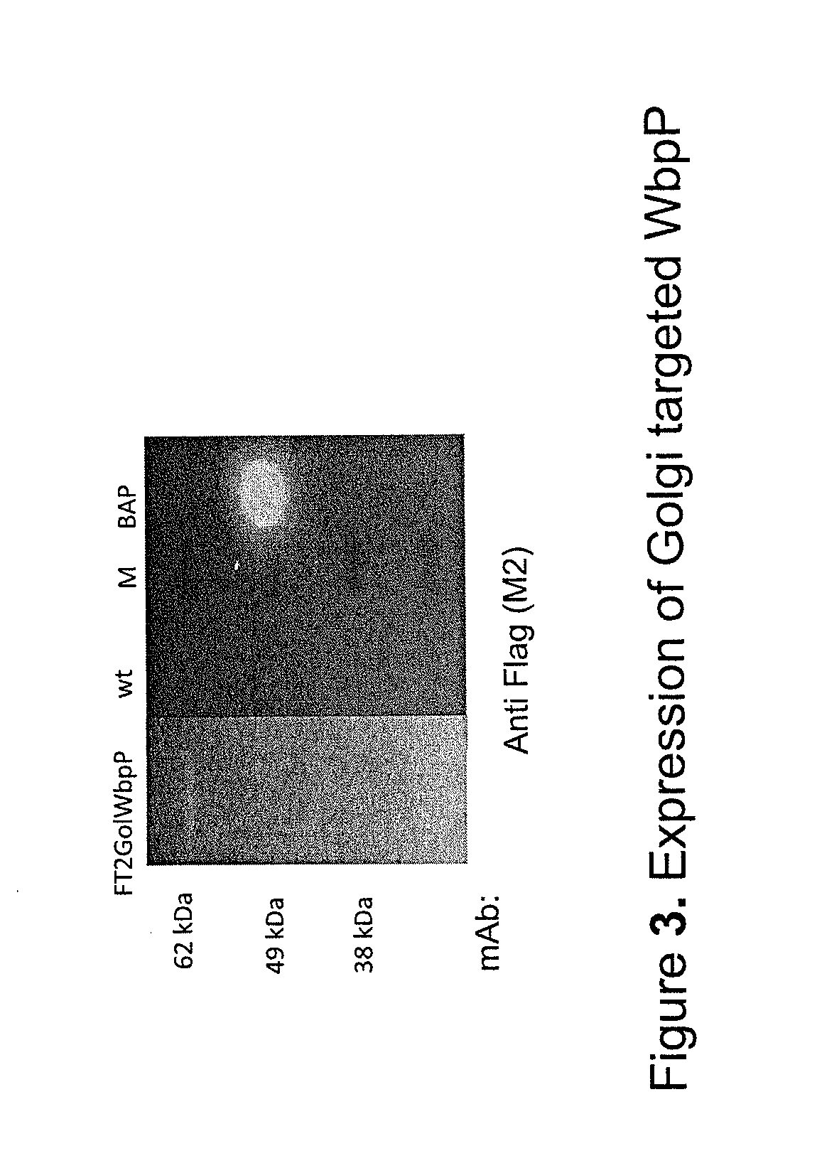 Methods for glyco-engineering plant cells for controlled human o-glycosylation