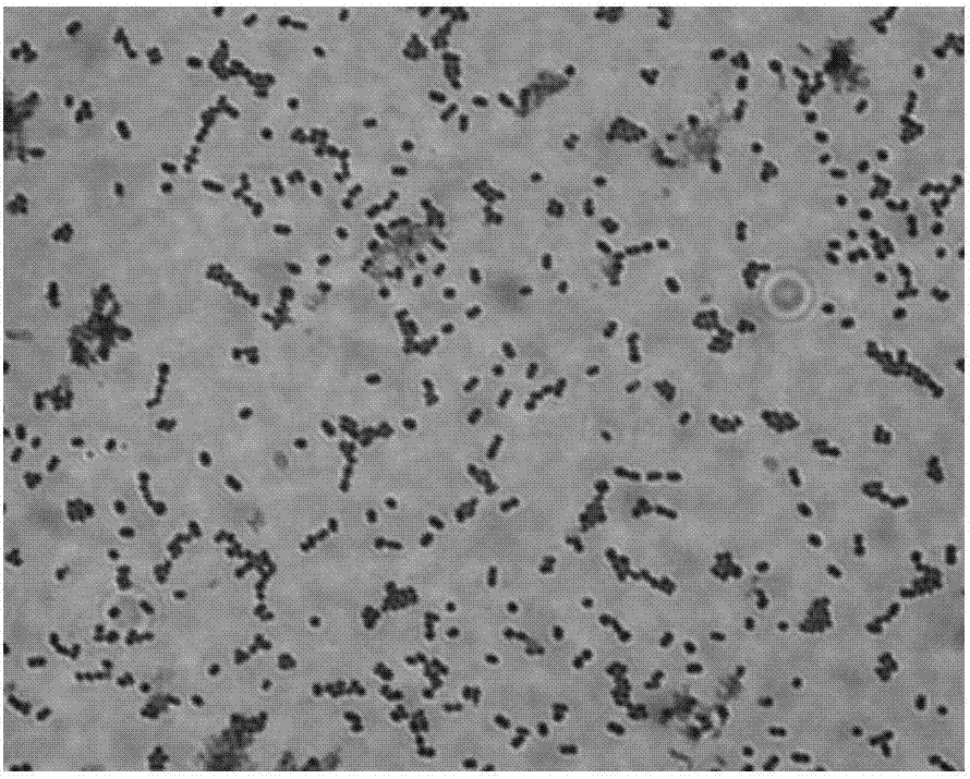 Acinetobacter schindleri MCDA 01 and method for preparing chitin deacetylase from Acinetobacter schindleri MCDA 01