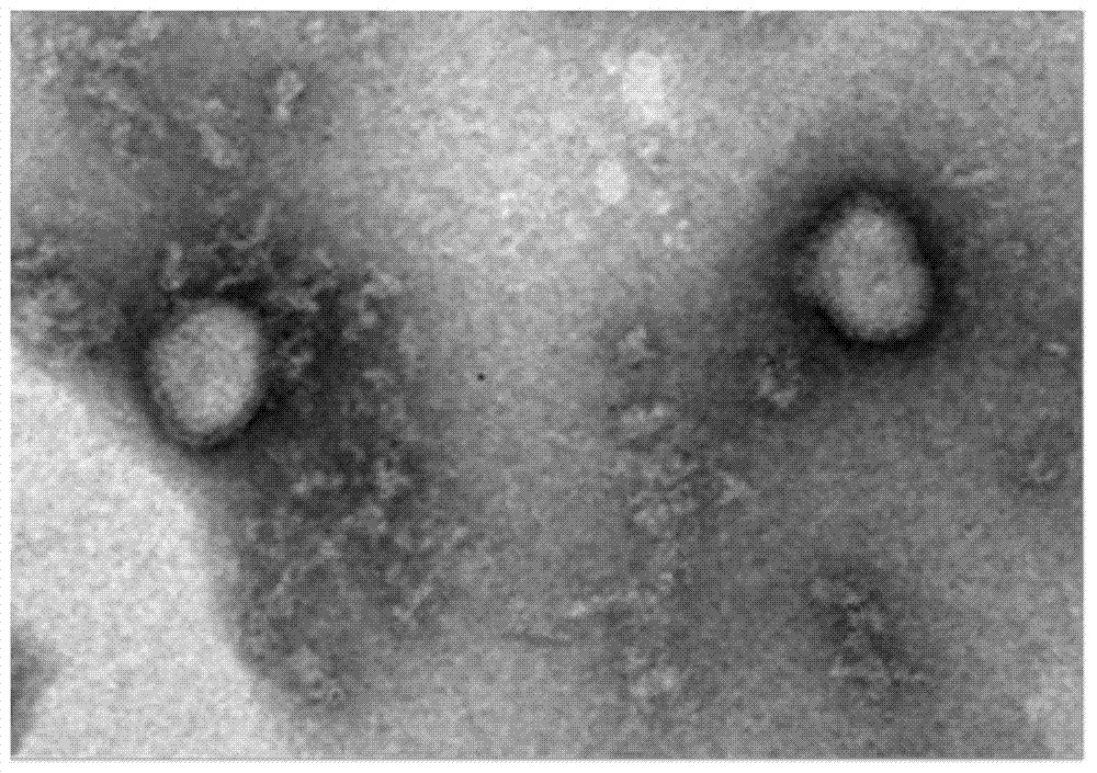 Monoclonal antibody against h3n2 canine influenza virus ha2 protein