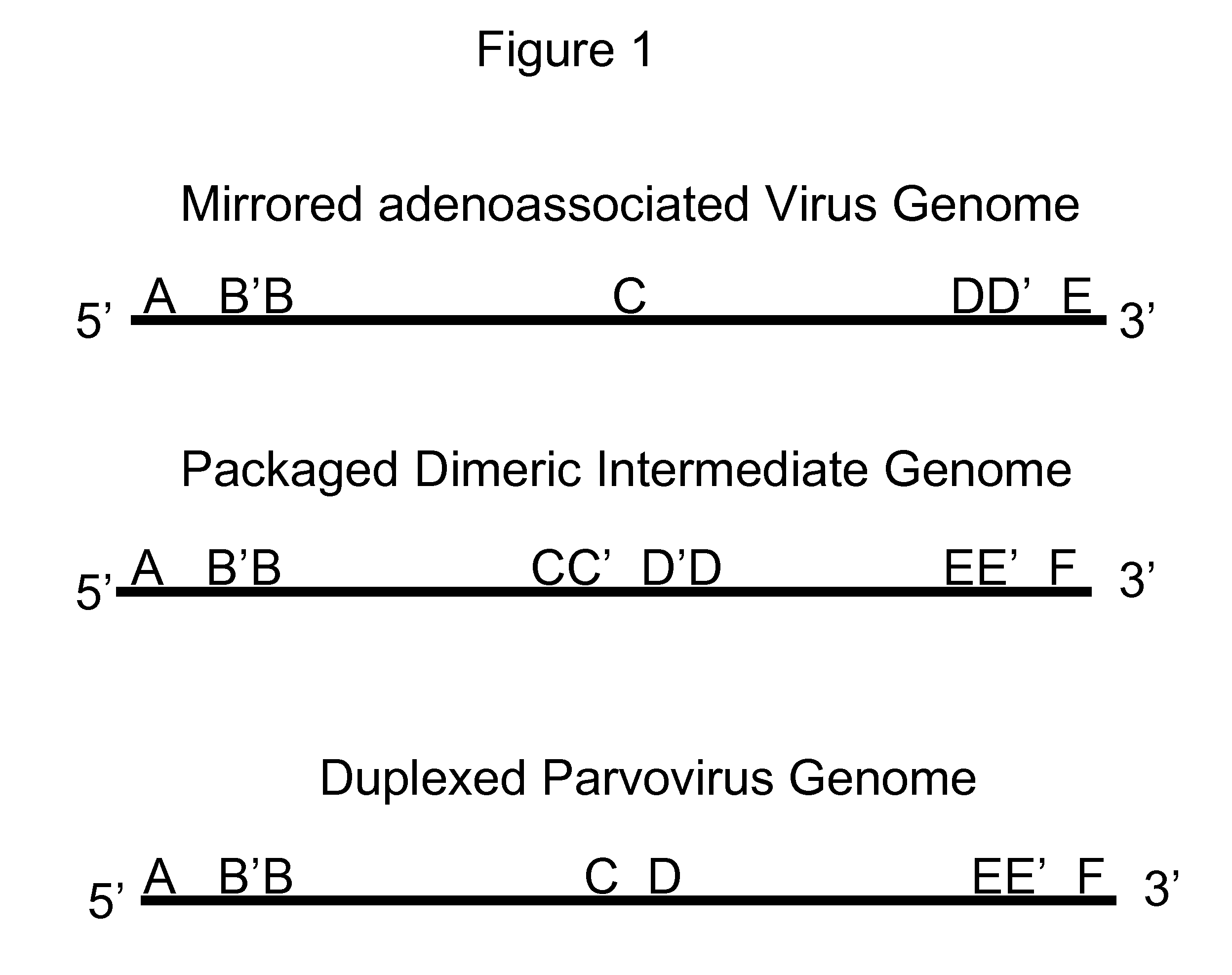 Method to generate mirrored adenoassociated viral vectors