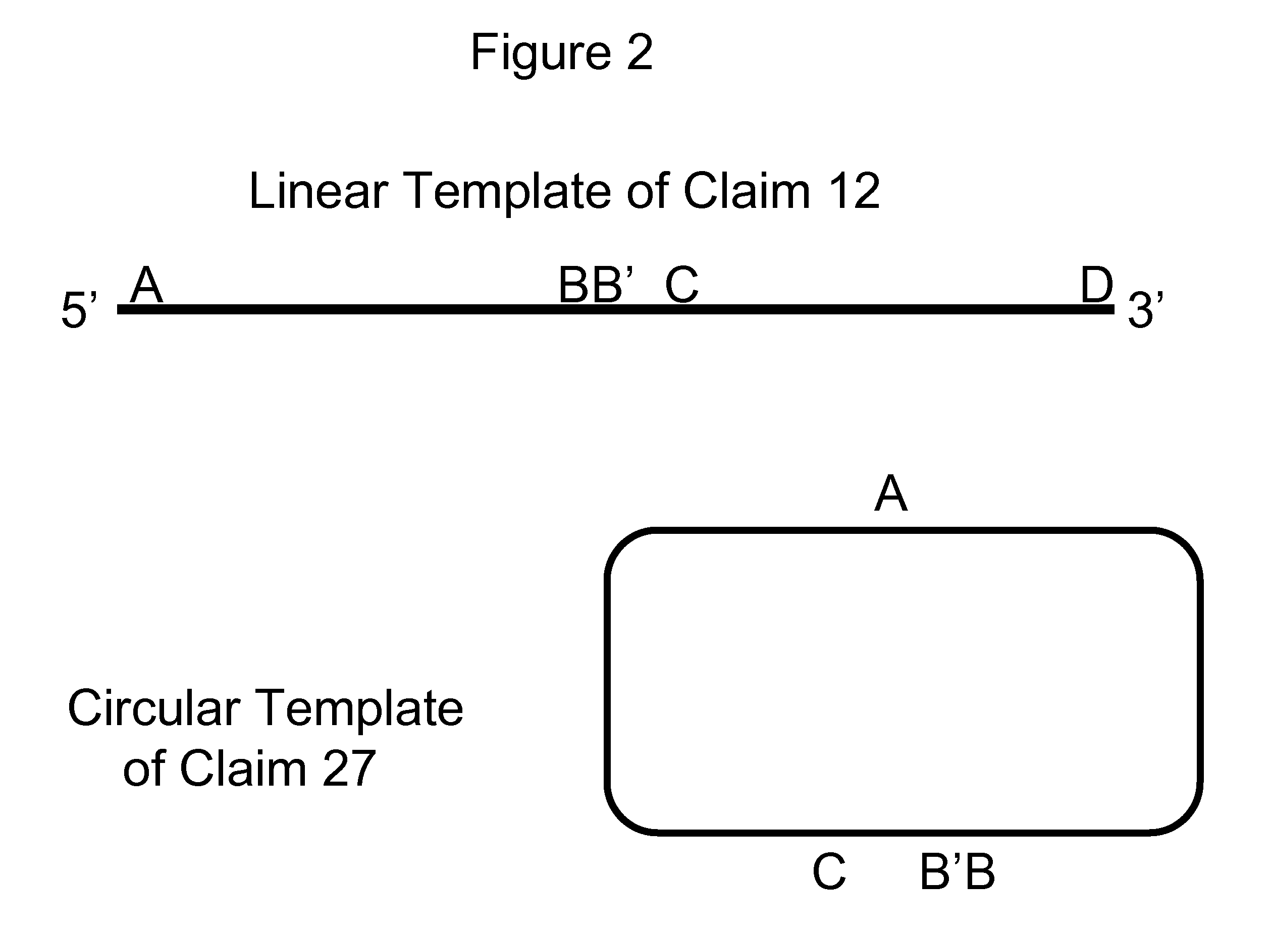 Method to generate mirrored adenoassociated viral vectors