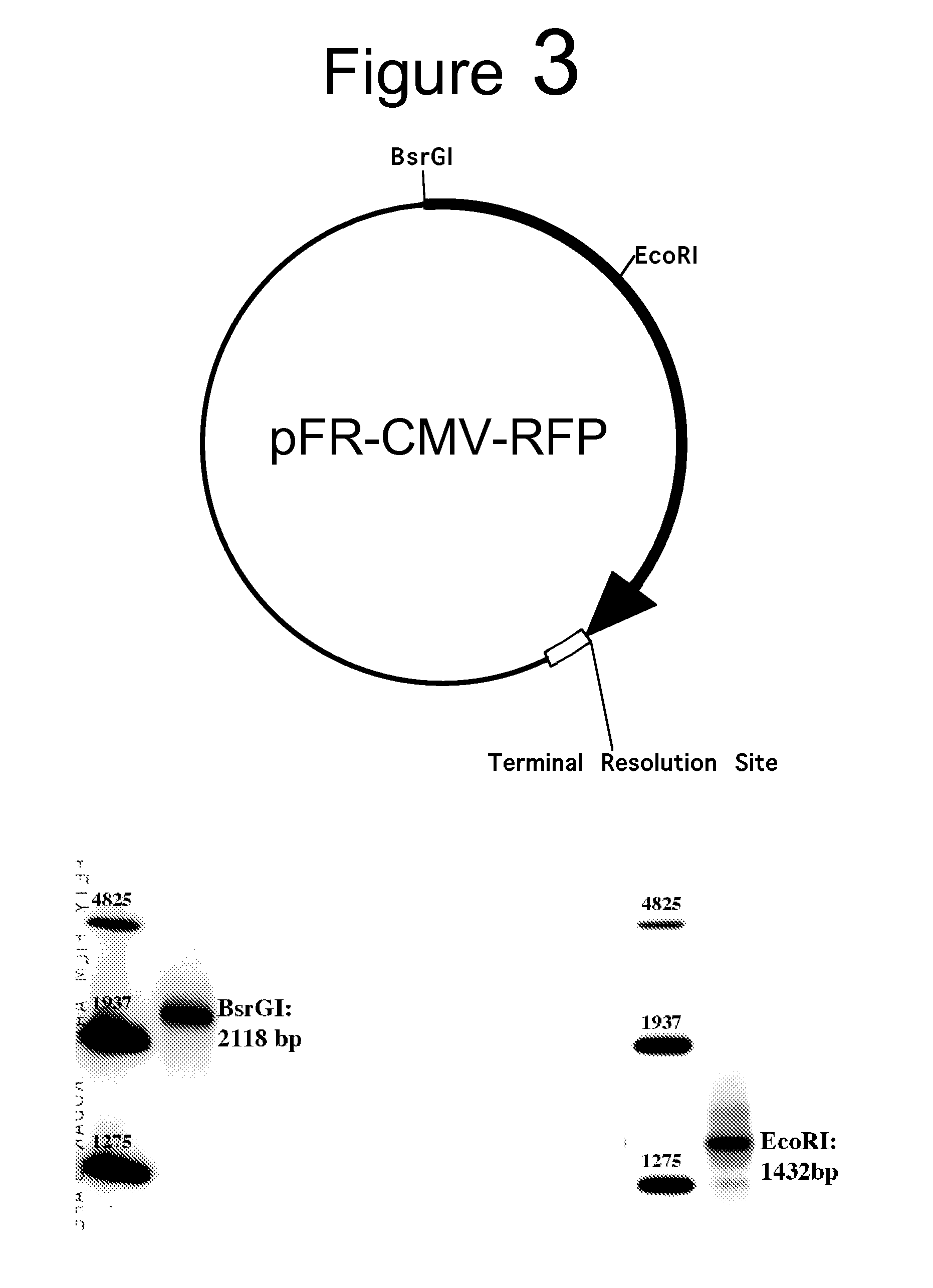 Method to generate mirrored adenoassociated viral vectors