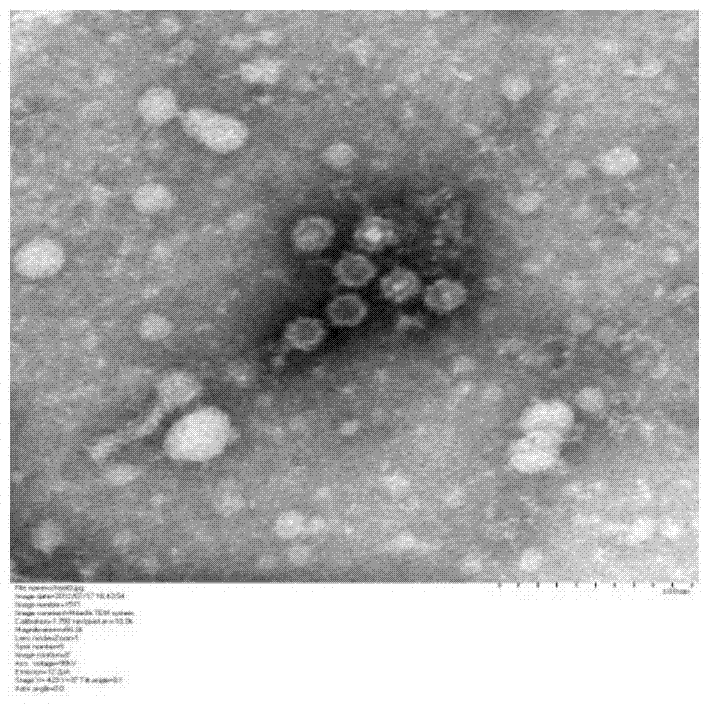 An indirect immunofluorescence detection kit for mink enteritis parvovirus